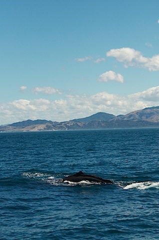 DSC_0645
